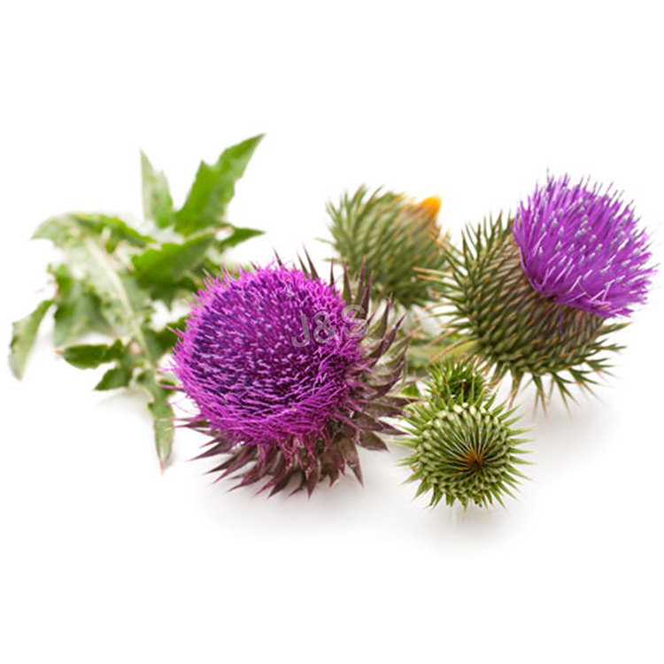 Europe style for
 Milk Thistle Extract Factory for Malaysia